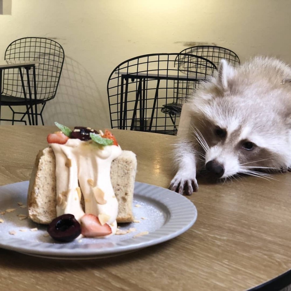 IG@9000km_raccoon_coffee