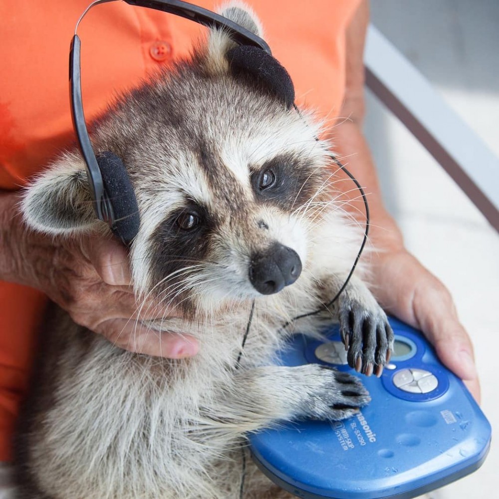 IG@9000km_raccoon_coffee