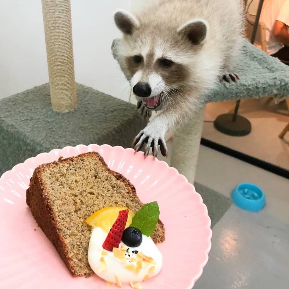 IG@9000km_raccoon_coffee