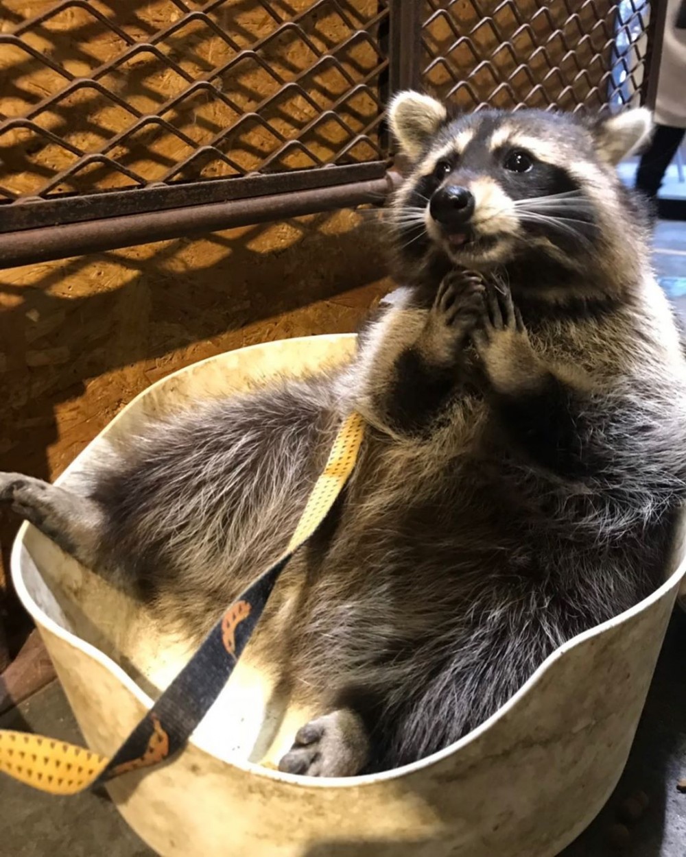IG@9000km_raccoon_coffee