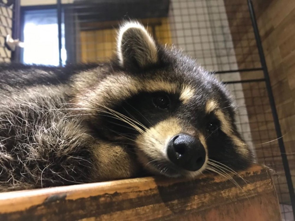 IG@9000km_raccoon_coffee