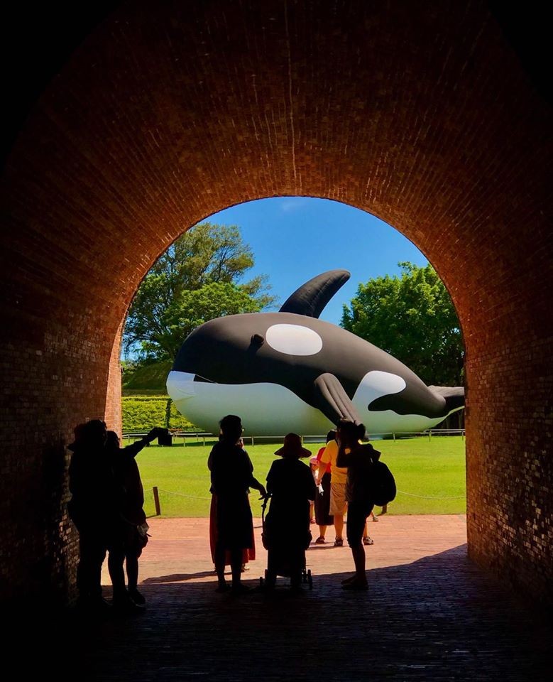 安平虎鯨 ORCA GO