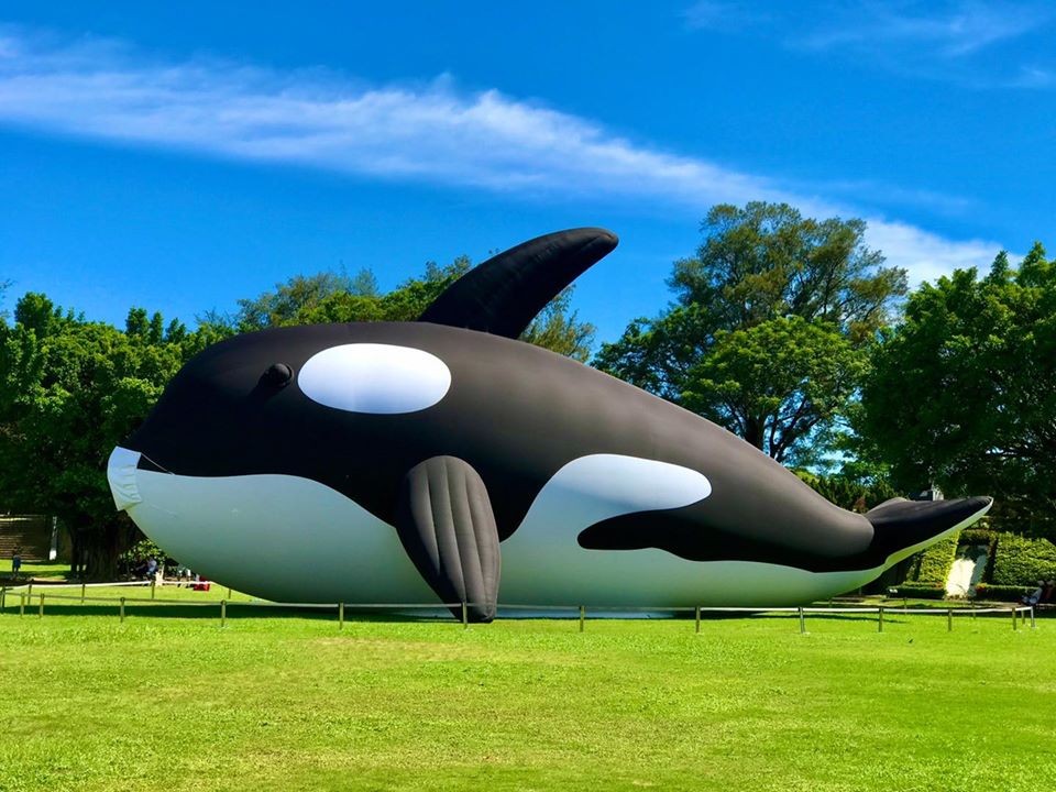 安平虎鯨 ORCA GO