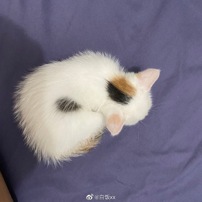 Weibo@白飯XX