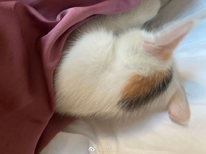 Weibo@白飯XX