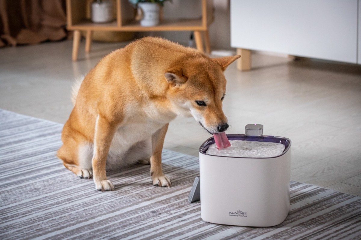 【產品情境照】台灣寵物社創企業 PettoFund 攜手 ALNPET 推出寵物智能偵測殺菌式飲水機