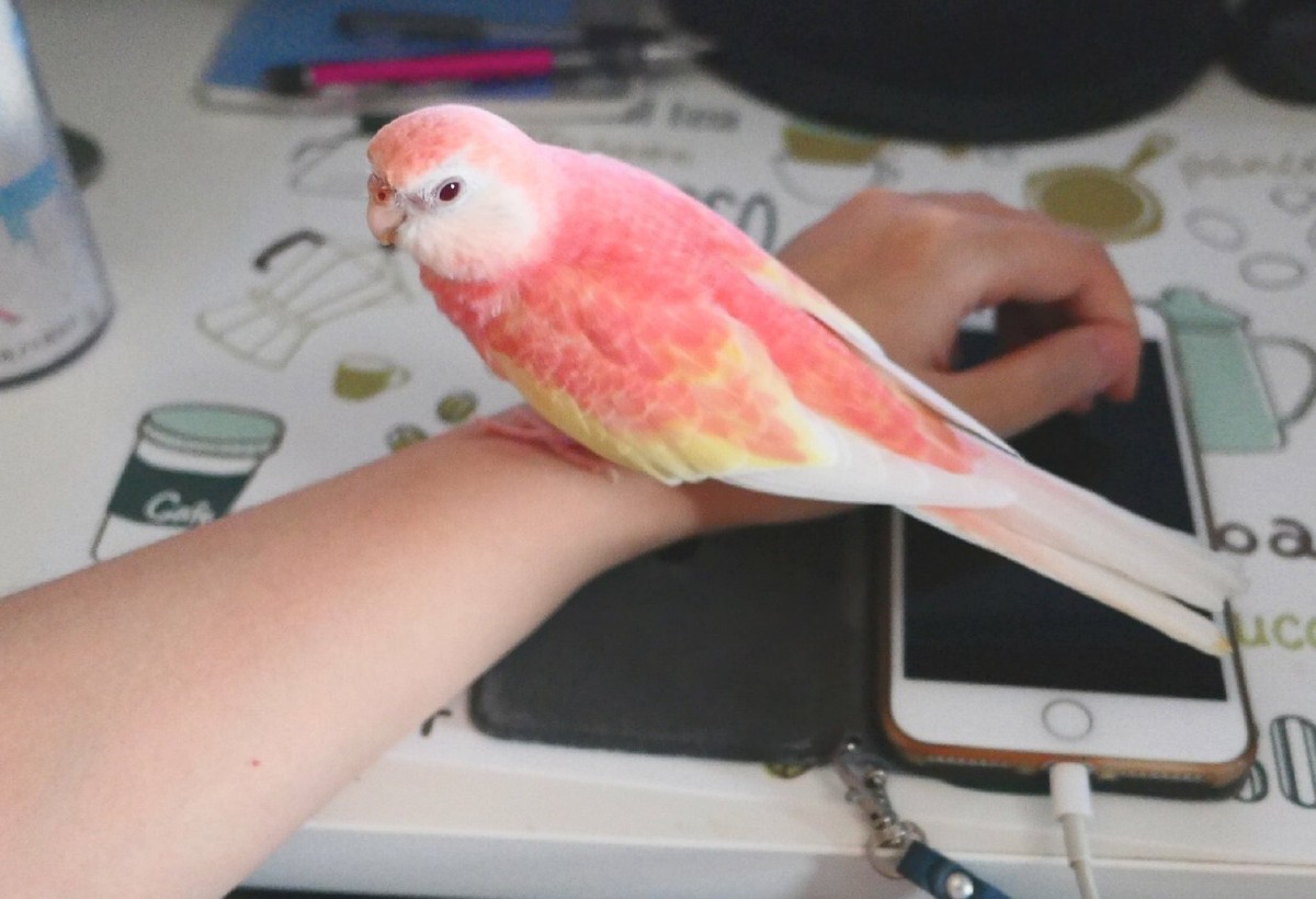 Twitter@ shinyswallow