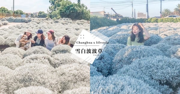 【彰化景點】雪白波波草「建華芙蓉園」IG熱搜～入場費只要NT$50假日全天開放中！