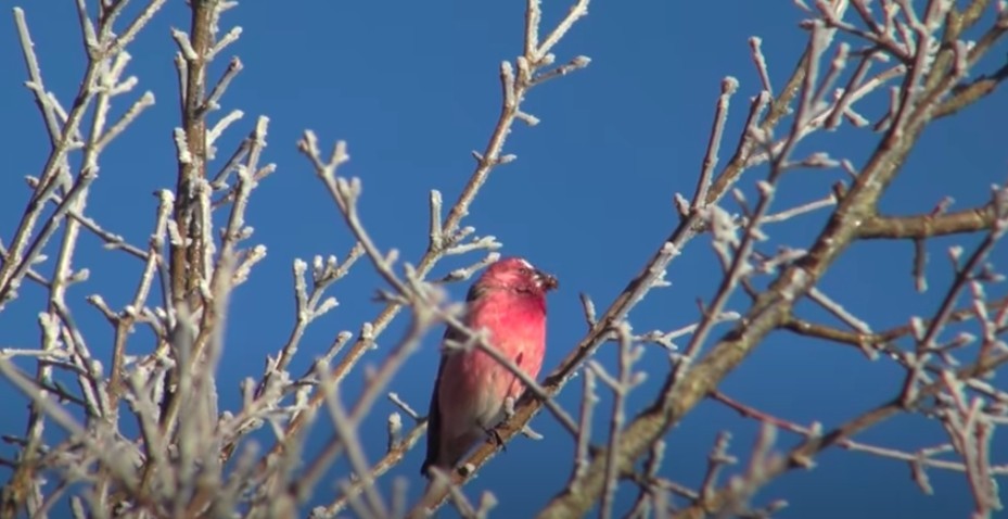 Youtube@Birdlover.jp