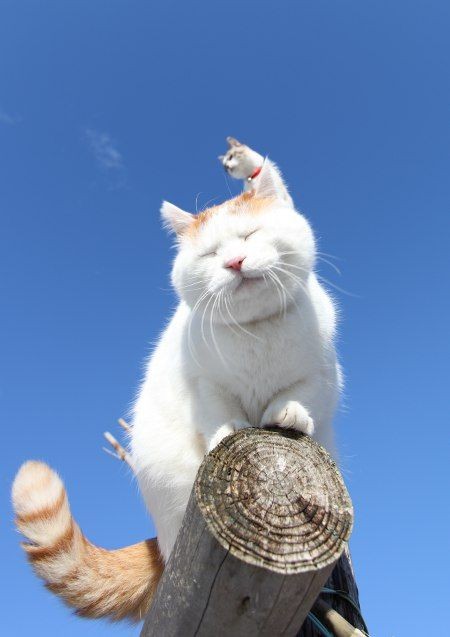 あたまのうえのくろ