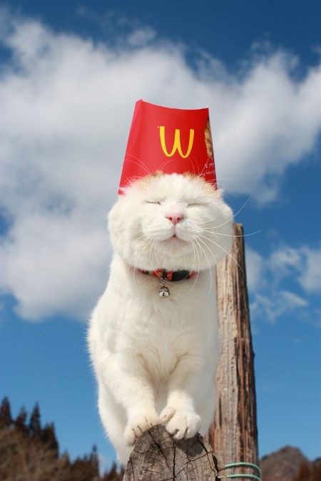 かご猫　Ｂｌｏｇ (1)