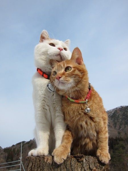 かご猫　Ｂｌｏｇ (4)