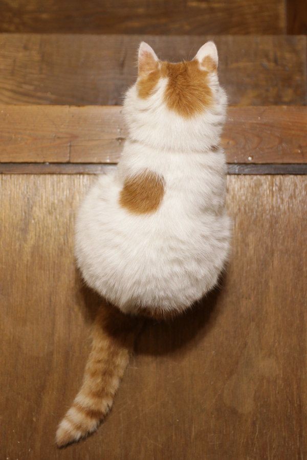 かご猫　Ｂｌｏｇ (5)