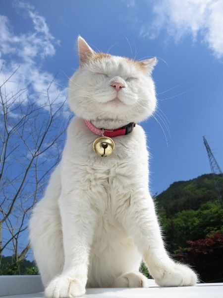 かご猫　Ｂｌｏｇ