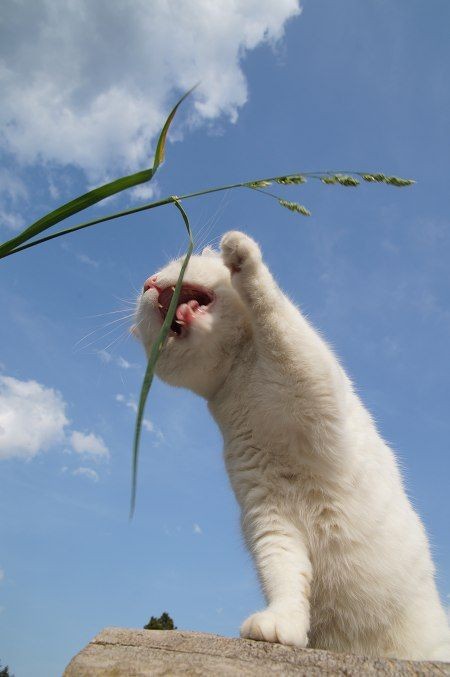 くさちょうだい