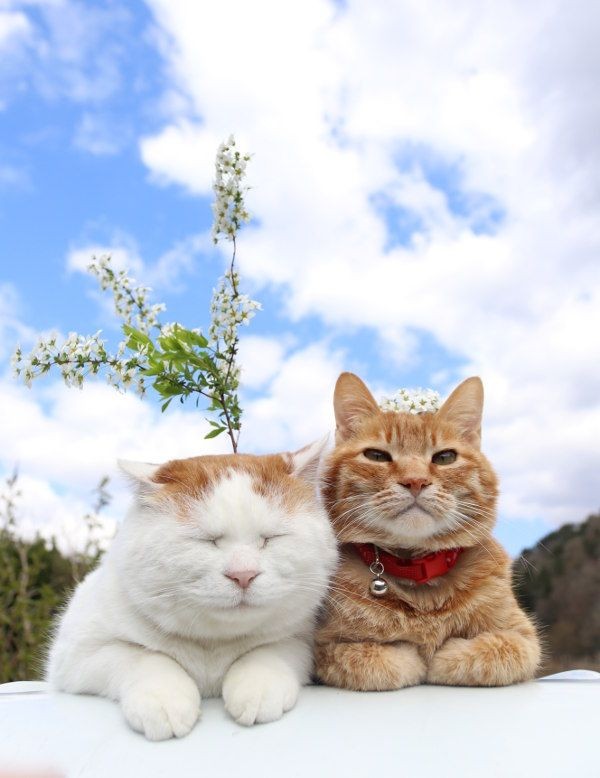 のせ猫『しろゆきやなぎ』 (1)