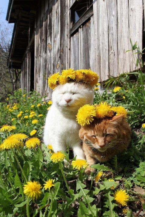 のせ猫『たんぽぽぼうし』