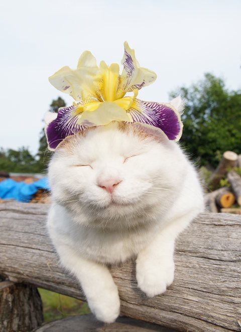 のせ猫『のせ猫　あやめ』