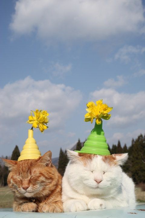 のせ猫『のせ猫 水仙の花』