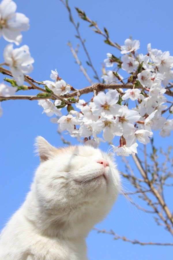のせ猫『桜の花』