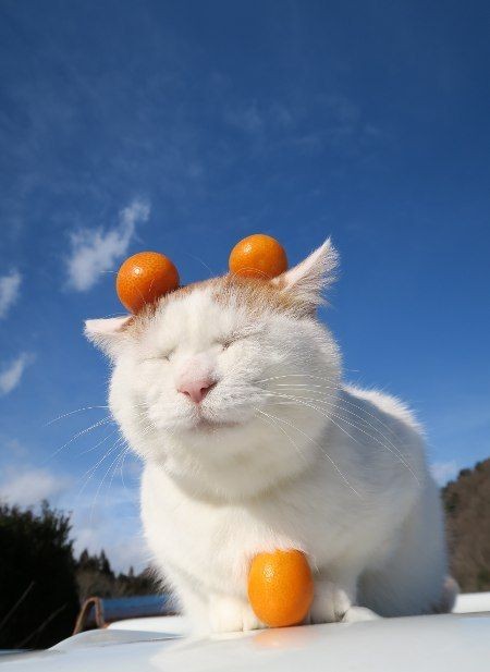 のせ猫『金柑』