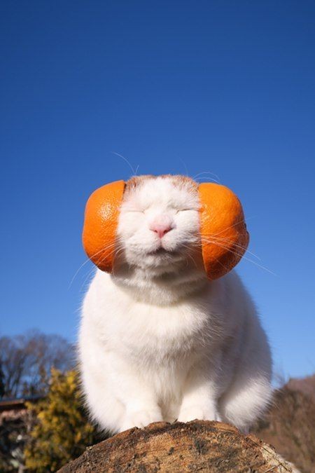 のせ猫オフィシャルブログ Powered by Ameba