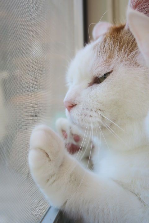 まどべのしろ (1)