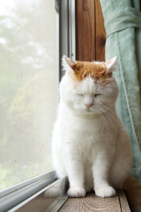 まどべのしろ