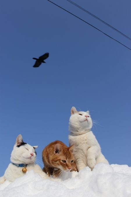 ゆきのてっぺん