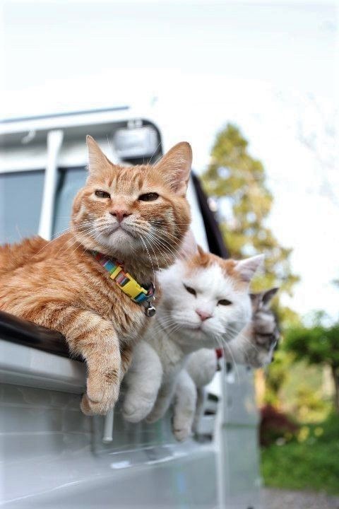 5 Ways To Help A Cat Who’s Lonely But Hates Other Cats