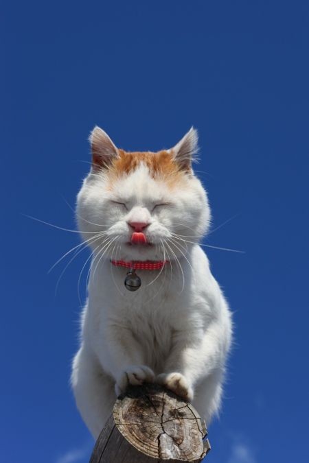 CyBeRGaTa - Mostly Cats, New Mexico & Memes