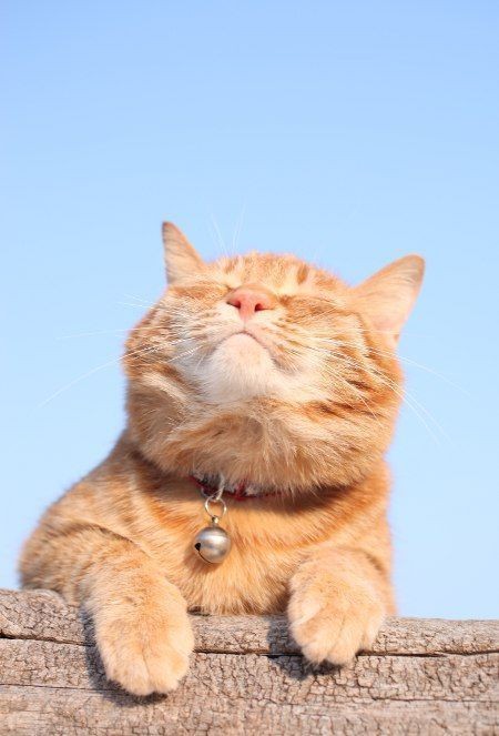 Even indoor cats can have more sunny spots to nap in thanks to the longer days_ Just make sure you’re staying safe in the heat!