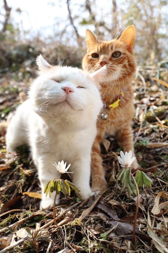 Happy Cat Month_ 7 Tips For Having A Happy Cat In September - CatTime