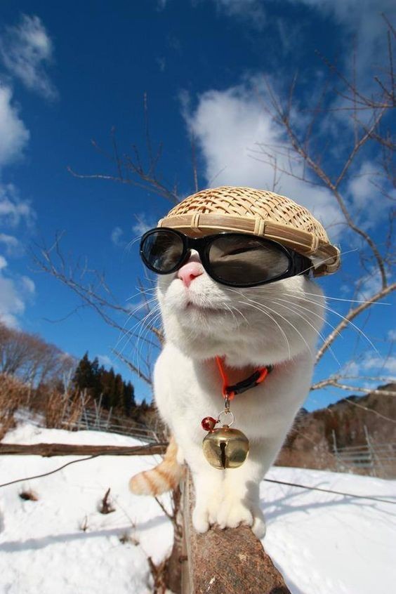 National Sunglasses Day_ Check Out These 5 Instagram Cats Sporting Shades! - CatTime