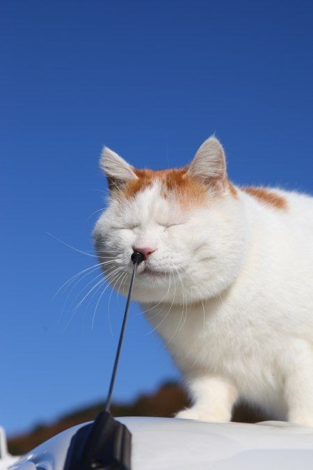 Search And Rescue Cats May Be Better At Sniffing Out Clues Than Dogs - CatTime