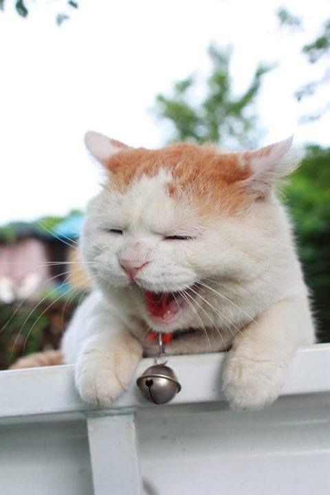 What Is High-Rise Syndrome In Cats_ Why Does It Happen_