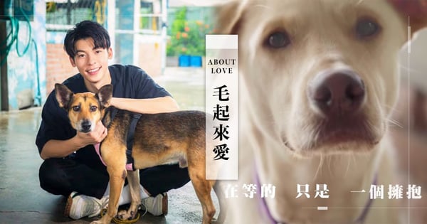 2020感恩節一起毛起來愛！送流浪狗貓聖誕禮物，捐款還附贈愛心毛毯年曆喔♡