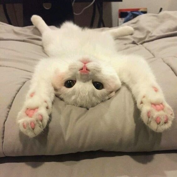 Pinterest@CatTime