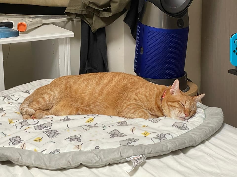 FB@Costco好市多商品經驗老實說