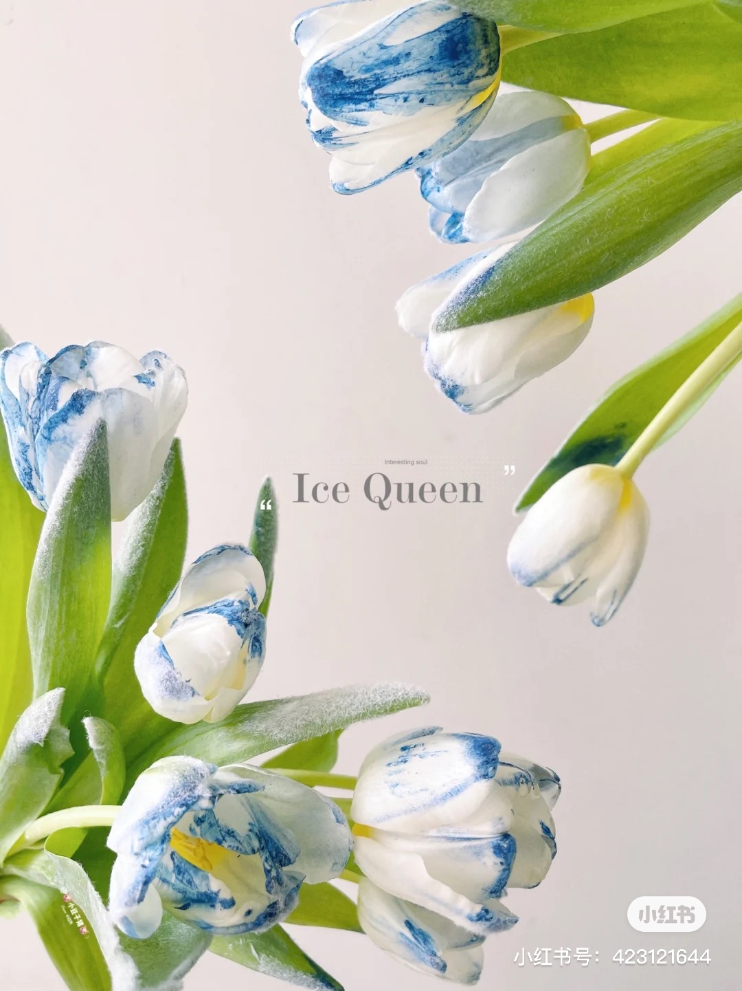 小紅書＠小豆子豬