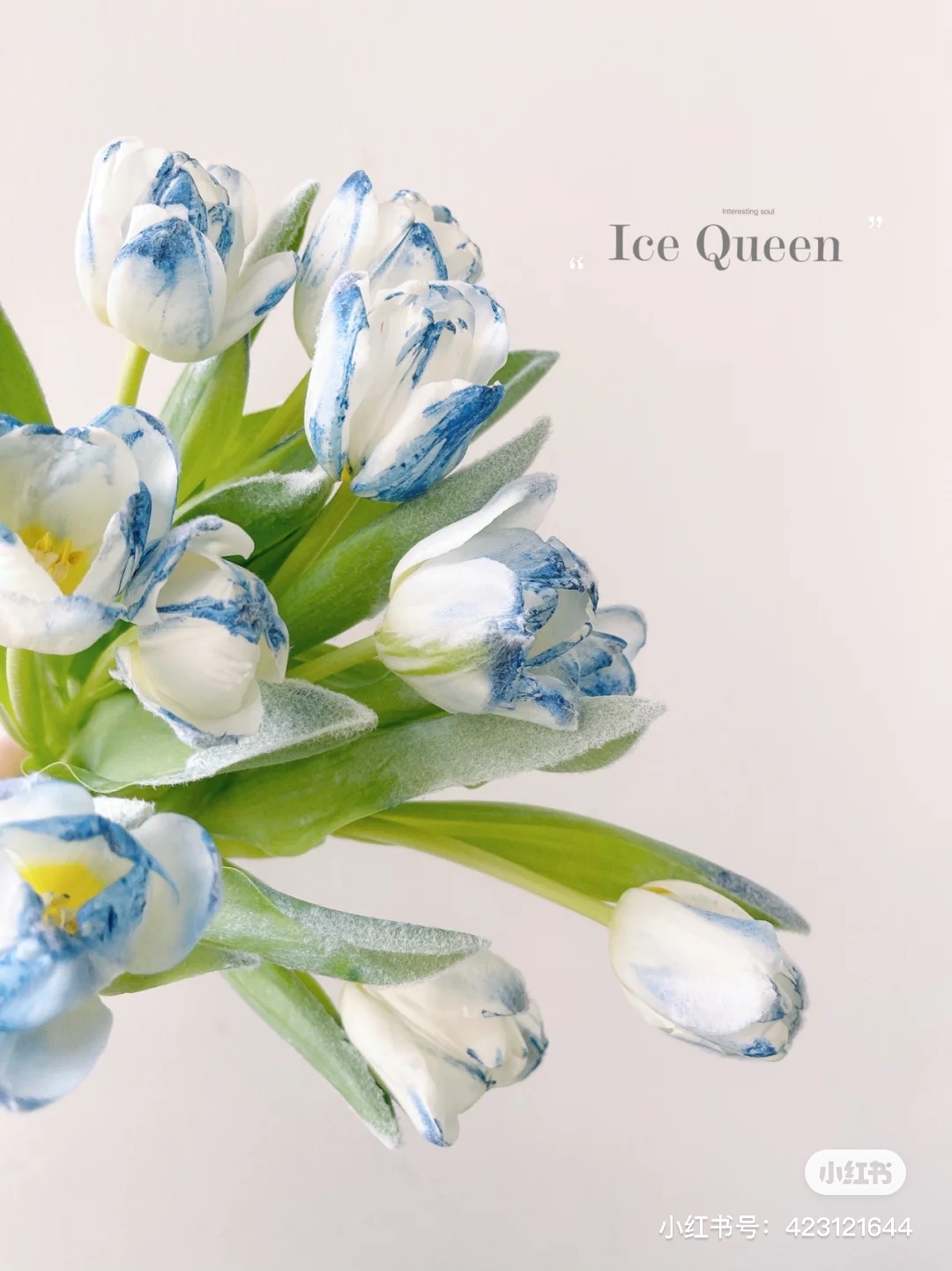 小紅書＠小豆子豬