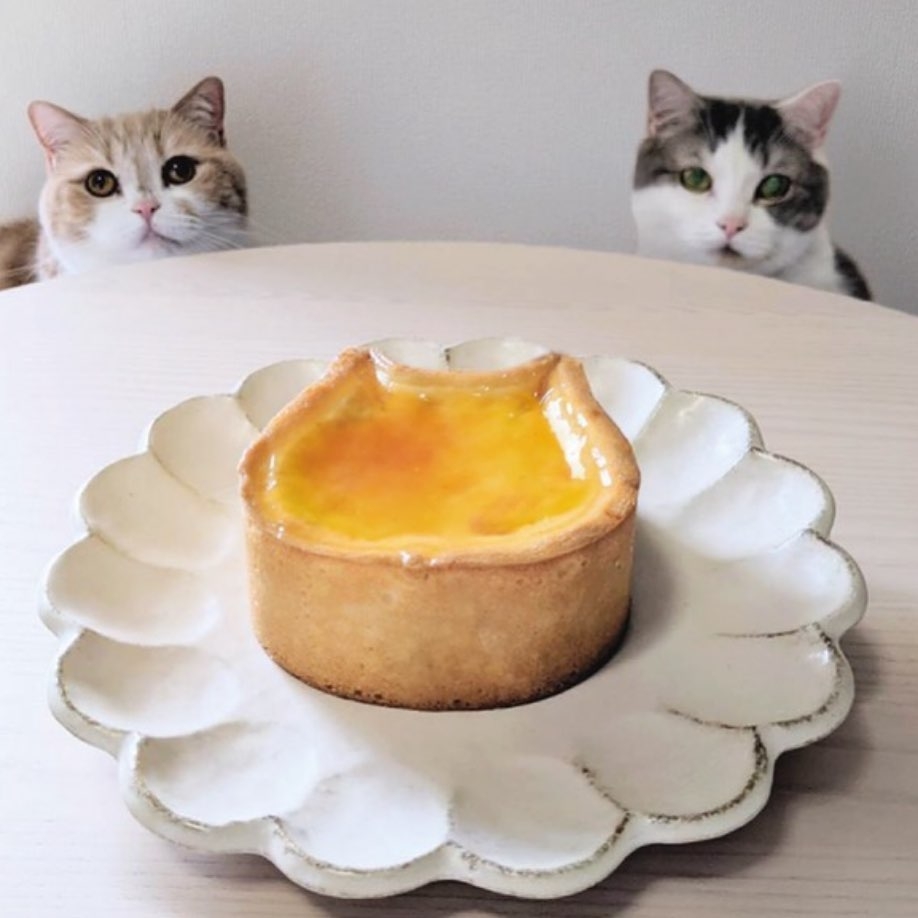 IG@nekoneko_cheesecake