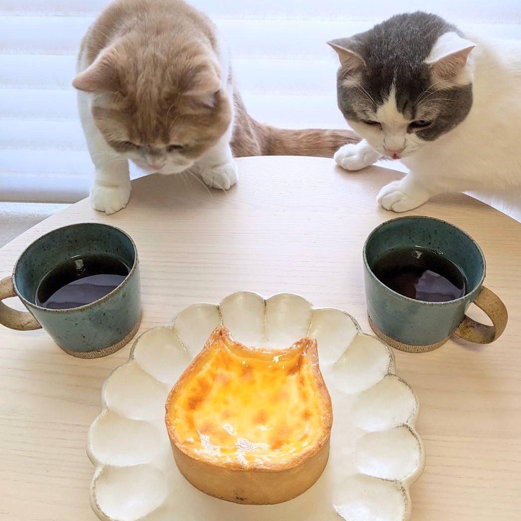 IG@nekoneko_cheesecake