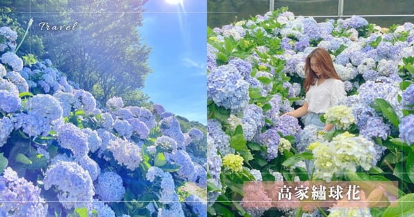陽明山「高家繡球花」搶先登場！8000坪#夢幻粉紫色繡球花海，預計這天開園拍照最美♡