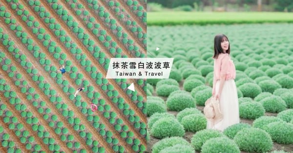 可愛秘境再+1！上千棵「抹茶雪白波波草」在雲林，圓滾滾小樹如童話故事的場景♡