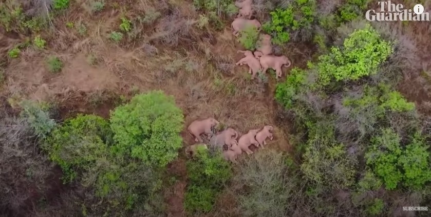 YouTube＠South China Morning Post 