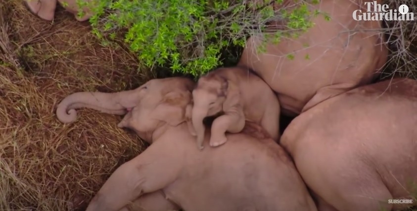 YouTube＠South China Morning Post