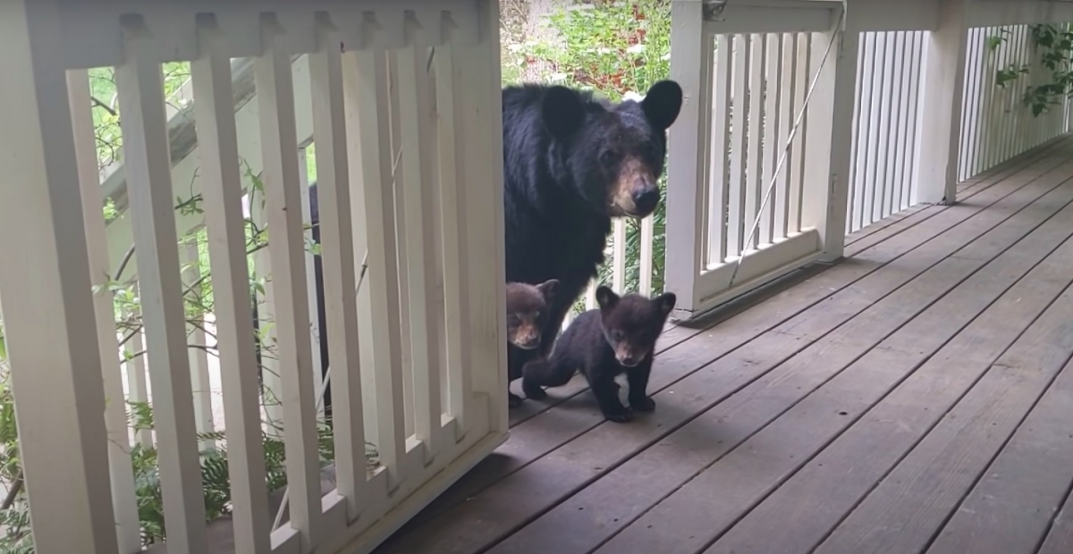 YouTube@Patrick Conley