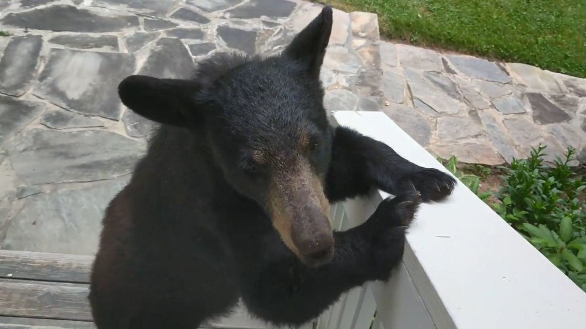 YouTube@Patrick Conley