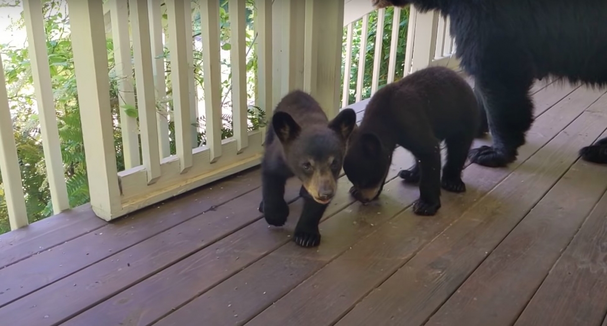 YouTube@Patrick Conley